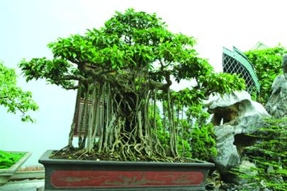 Bonsai, cay canh nghe thuat, cây cảnh nghệ thuật, cay the, cây thế, triển lãm bonsai, trien lam bonsai, triển lãm cây thế, trien lam cay the